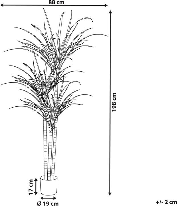 Image du produit Beliani Dracaena Anita (198 cm)