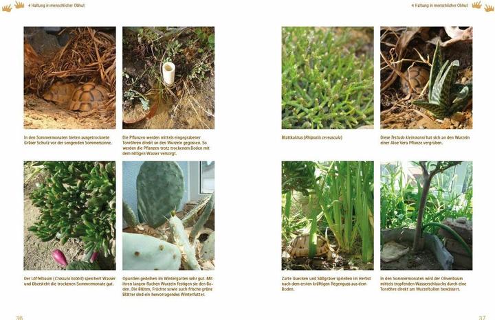 Productafbeelding Testudo kleinmanni (Duits, Christine Dworschak, 2018)