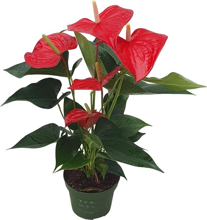 Image du produit Plant in a Box Anthurium 'Royal Champion' - Flamingoblume (35 cm)