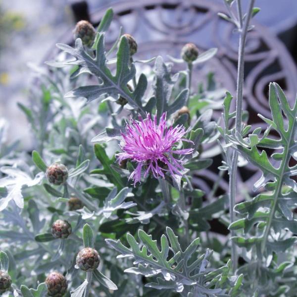 Actual product image Säntispracht The perennial knapweed in a decorative basket - Centaurea Silver Feather (80 cm)