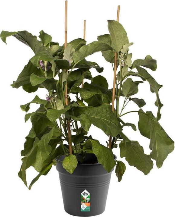Immagine prodotto Elho Green Basics (21 cm)