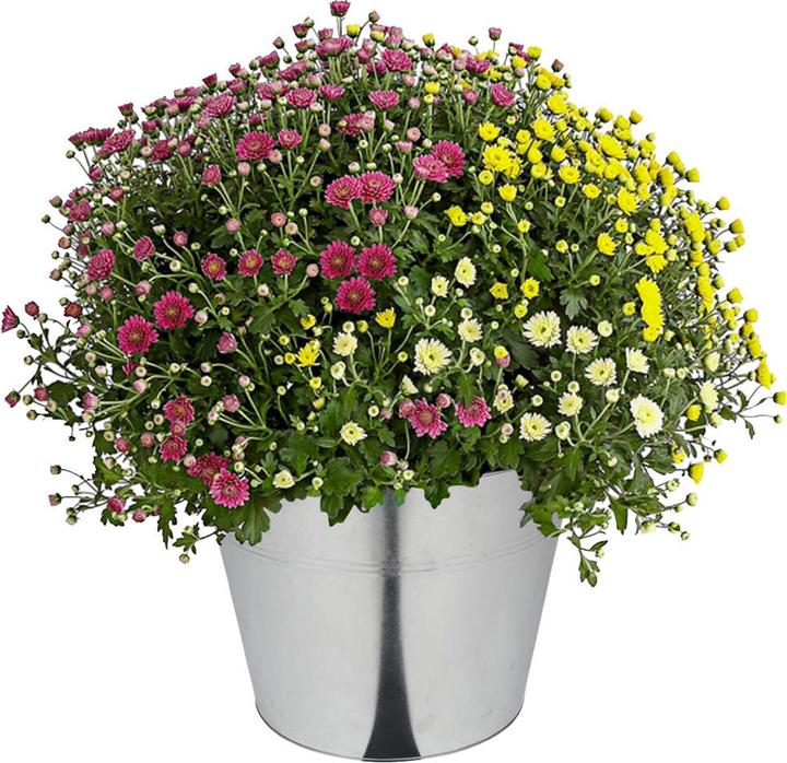 Image du produit Natura Punto Seau en zinc avec 2 poignées (40 l)