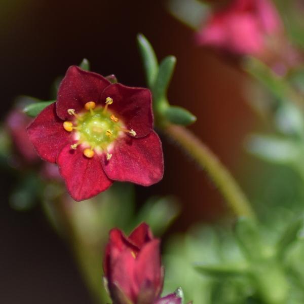 Produktbild Säntispracht 6 er Set, Der rotblühender Moos-Steinbrech - Saxifraga x arendsii Peter Pan Rot