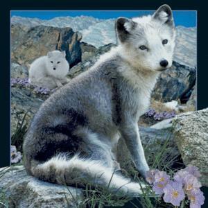 Produktbild Worth Keeping 3D-Polarfuchs-Magnet