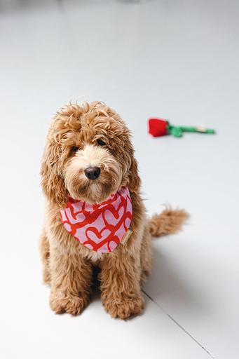 Actual product image Beeztees Bandana Single Boss (M, Dog coat)
