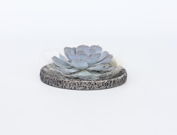 Image du produit Plant in a Box Echeveria lilacina - Koala Bowl (8 cm)