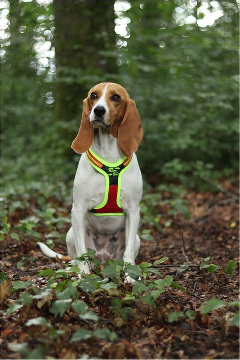 Produktbild Niggeloh Hundeführgeschirr Follow Trail (M, Hund, Hundesport)