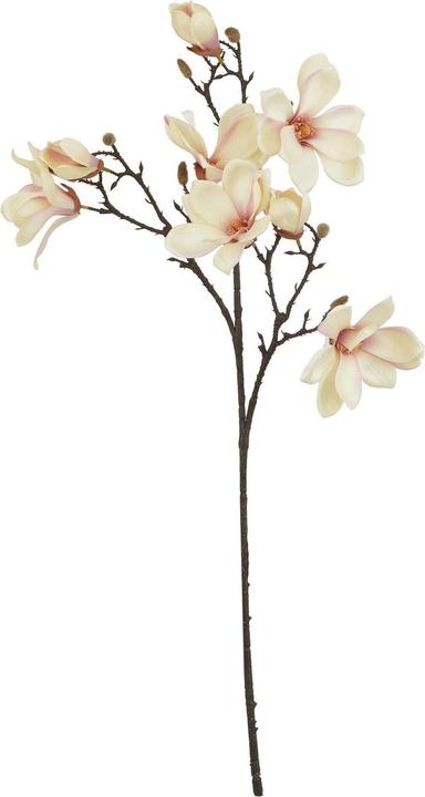 Helle Aprikosenfarbe