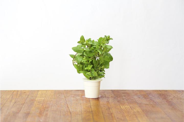 Produktbild Click and Grow Peppermint (Kräutersamen)