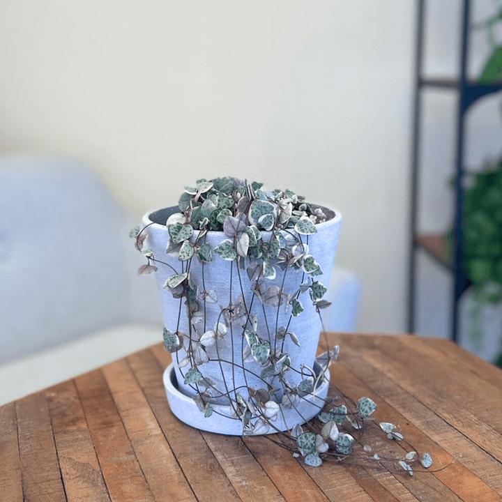 Immagine prodotto Mary and Plants String of hearts HAY Hellgrau (30 cm)
