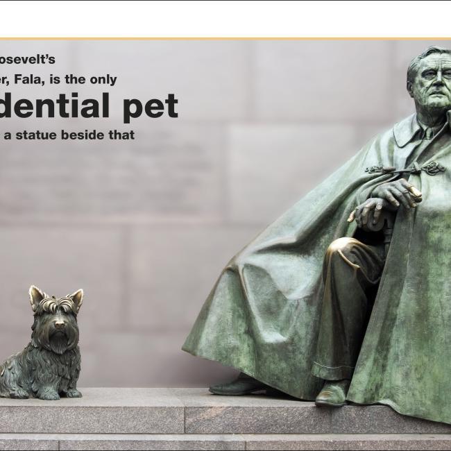 Actual product image Pocket Eyewitness Dogs (English, 2018)