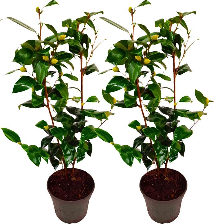 Produktbild Plant in a Box Camellia japonica Brushfield Yellow - 2er Set Japanische Rosen (50 cm)