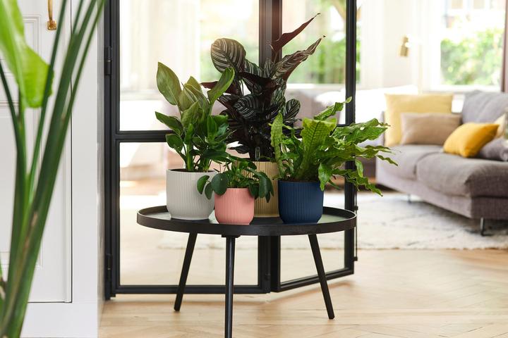 Immagine prodotto Elho Vibes Fold (18.35 cm)