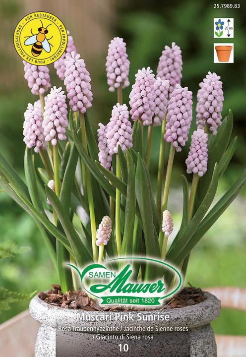 Samen Mauser Traubenhyazinthe Pink Sunrise (Blumensamen)