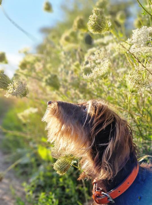 Actual product image Über 125 Naturheilmittel Für den gesunden Hund! (German, Diana Tiebes, 2024)