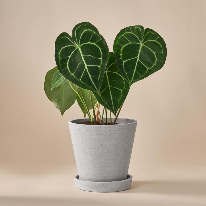 Image du produit Mary and Plants Anthurium clarinervium gold avec pot HAY gris clair (50 cm)