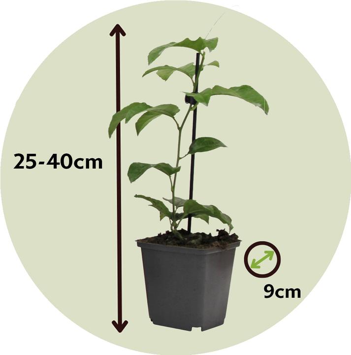 Actual product image Plant in a Box Passiflora edulis 'Frederick' - set of 3 passion flowers (40 cm)