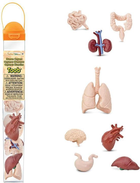 Image du produit Safari Organes humains