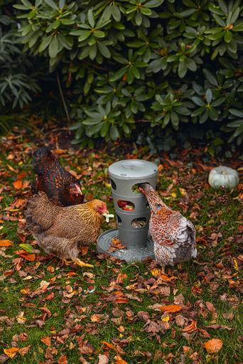 Image du produit Beeztees Mangeoire pour poules Tour d'alimentation, Gris