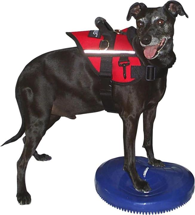 Produktbild FitPaws Balance Disk (Agility)