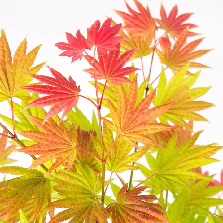 Immagine prodotto Plant in a Box Acer palmatum 'Moonrise' - Acero giapponese (90 cm)