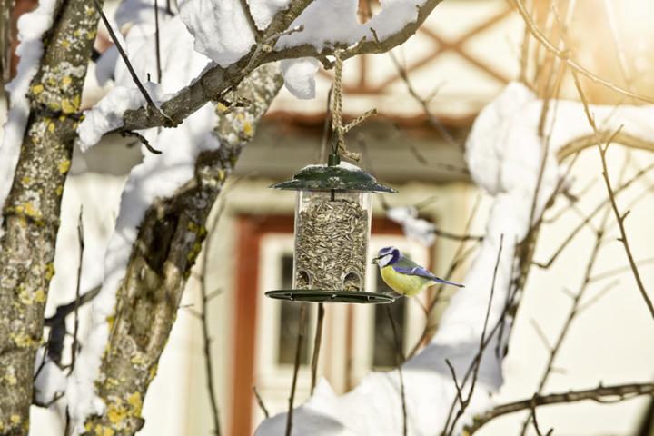 Actual product image Windhager Birdfeed Silo Compact
