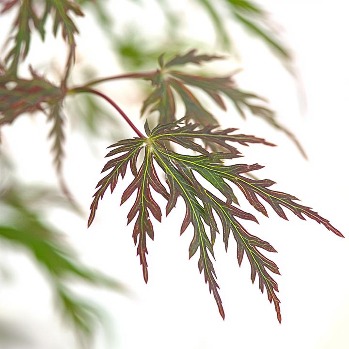 Produktbild Plant in a Box Acer palmatum 'Inaba-shidare' - 2er Set Japanischer Ahorn (30 cm)