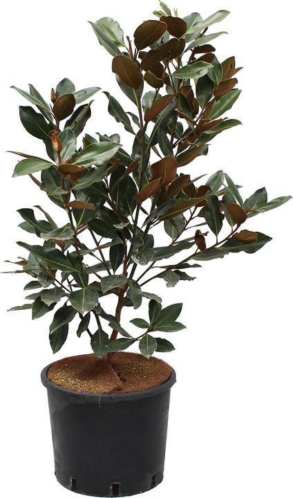 Actual product image Zulauf Magnolia (100 cm)