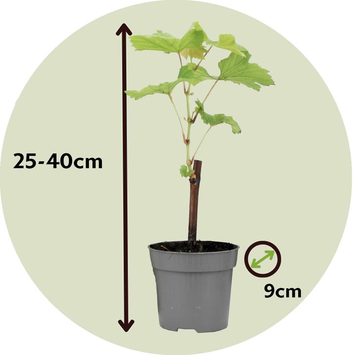 Image du produit Plant in a Box Vitis vinifera 'Chardonnay' - Set de 3 plants de raisin (25 cm)