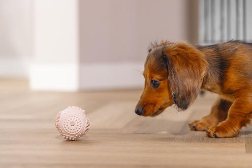 Actual product image Beeztees Puppy Dental Ball (Dog chew toy)