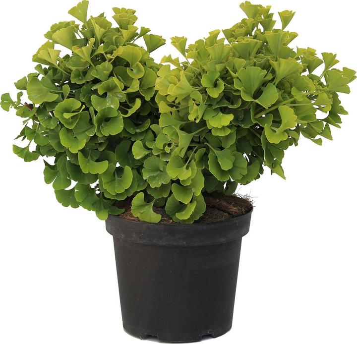 Zulauf Kugel-Ginkgo / Ginkgo b. 'Mariken' (40 cm)
