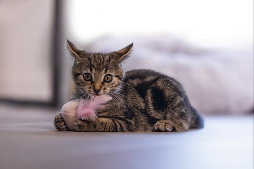 Produktbild Beeztees Kitten Katzenspielzeug Ball+Feder Rizo
