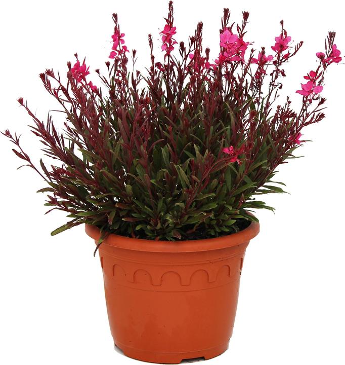 Actual product image Zulauf Lindheimer's Beeblossom (30 cm)