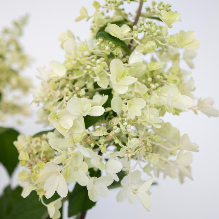Actual product image Plant in a Box Hydrangea paniculata 'Candlelight' - Hydrangea (25 cm)