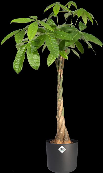 Actual product image Elho b.for soft (18.30 cm)