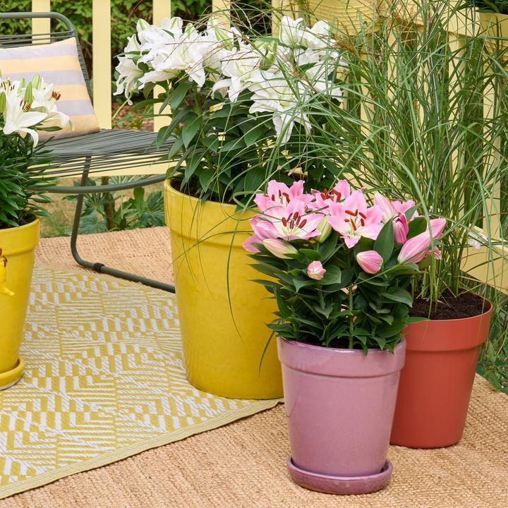 Image du produit Plant in a Box Lilium orientalis mix - Lot de 10 Lys (10 cm)