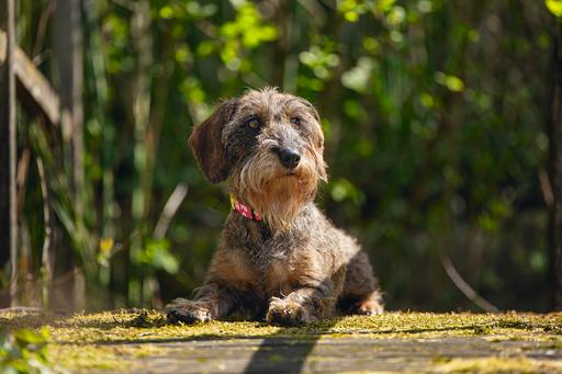 Produktbild Beeztees BZ NYL HALSBAND HERZ PINK 20-3 (Hund, Allgemein)