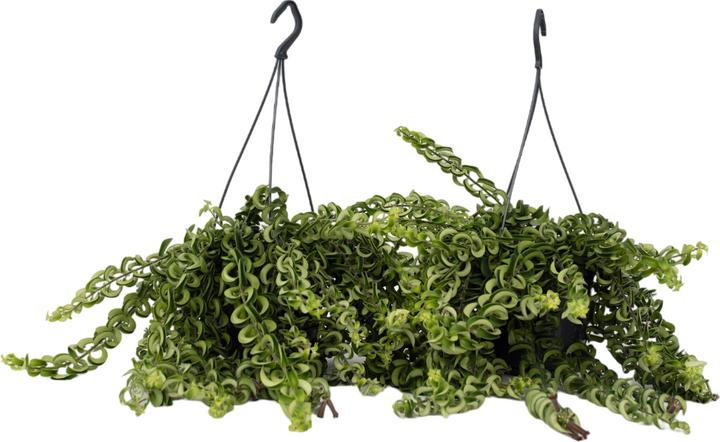 Immagine prodotto Plant in a Box Aeschynantus Twister - Set di 2 piante Twister (20 cm)