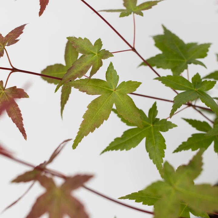 Produktbild Plant in a Box Acer palmatum 'Atropurpureum', 'Beni Maiko', 'Orange Dream' - 3er Mischung Ahornbäume (70 cm)