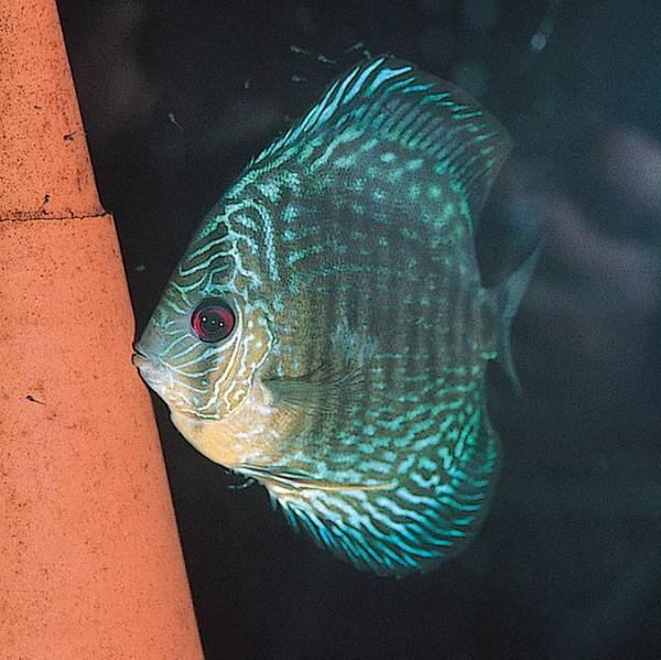 Actual product image JBL Aquaristik und Terraristik DisCon, Ø 11 cm H 11 cm, brun