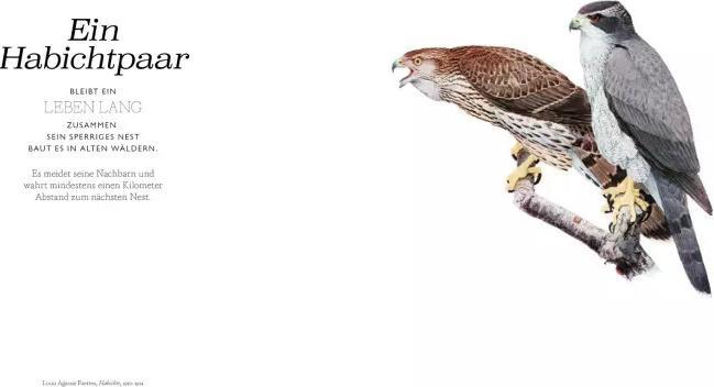 Image du produit Vögel in der Kunst (Allemand, Kendra Wilson, 2020)