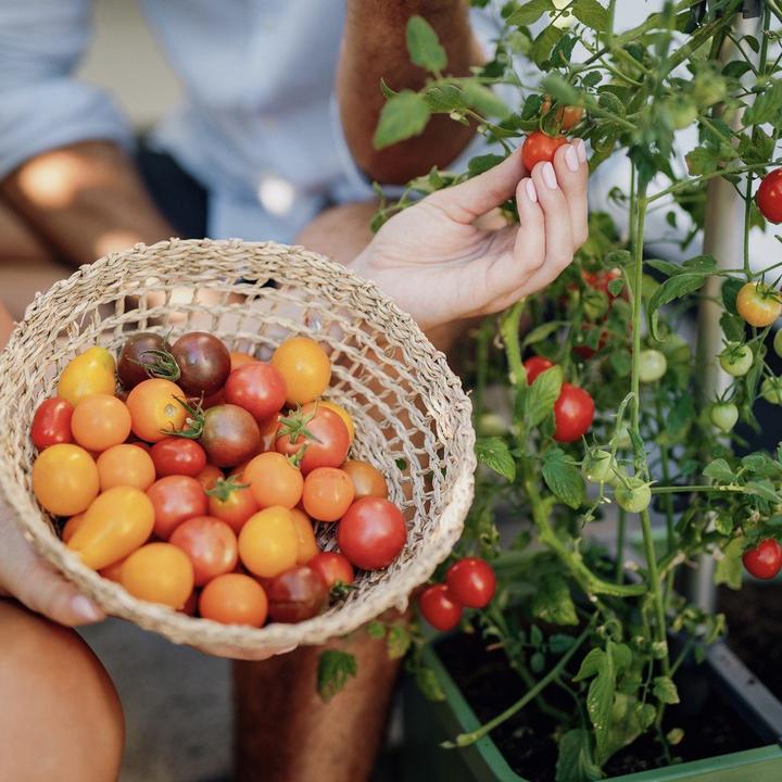 Actual product image Gusta Garden Tom Tomato (35 cm)