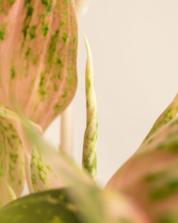 Actual product image feey Aglaonema Cocomelon (60 cm, Freshly repotted)