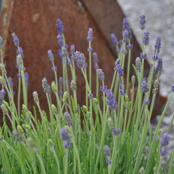 Immagine prodotto Säntispracht Set di 2, Lavanda dal profumo mediterraneo - Lavandula Blue (40 cm)