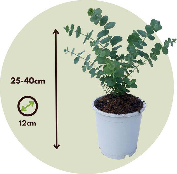 Image du produit Plant in a Box Eucalyptus Pulverulenta - Set de 4 Eucalyptus à feuilles d'argent (25 cm)