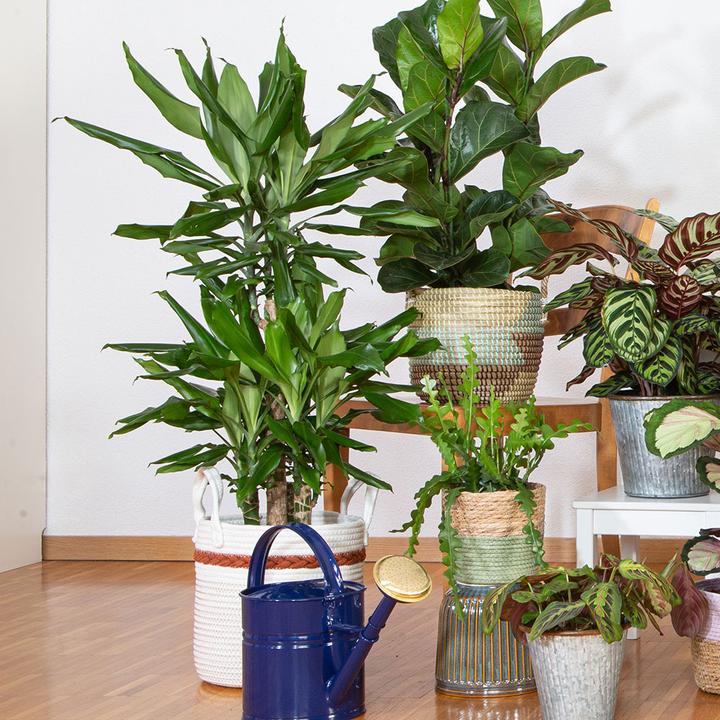 Image du produit VEG and the City Lafia (Dragonnier - Dracaena steudneri) (105 cm)