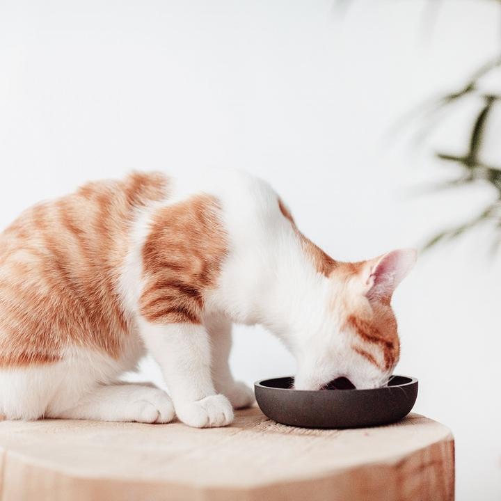 Immagine prodotto District 70 Bamboo Cat Bowl (0.18 l)