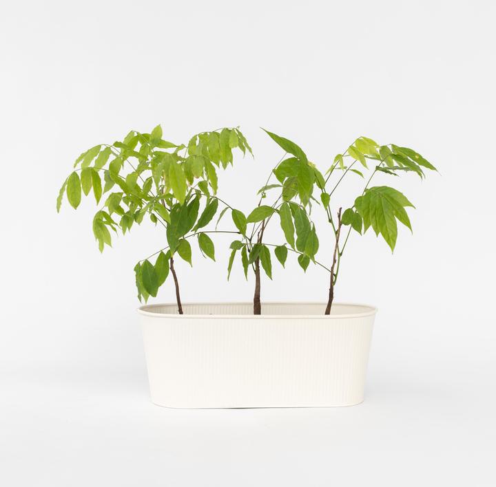 Actual product image Plant in a Box Wisteria sinensis - Set of 6 blue rain (25 cm)