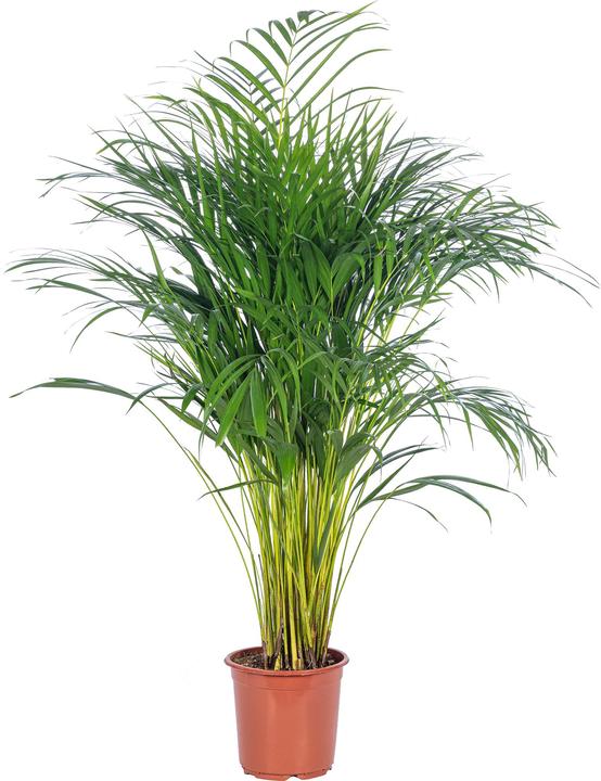 Image du produit Flowerbox Palmier à fruits d'or (100 cm)