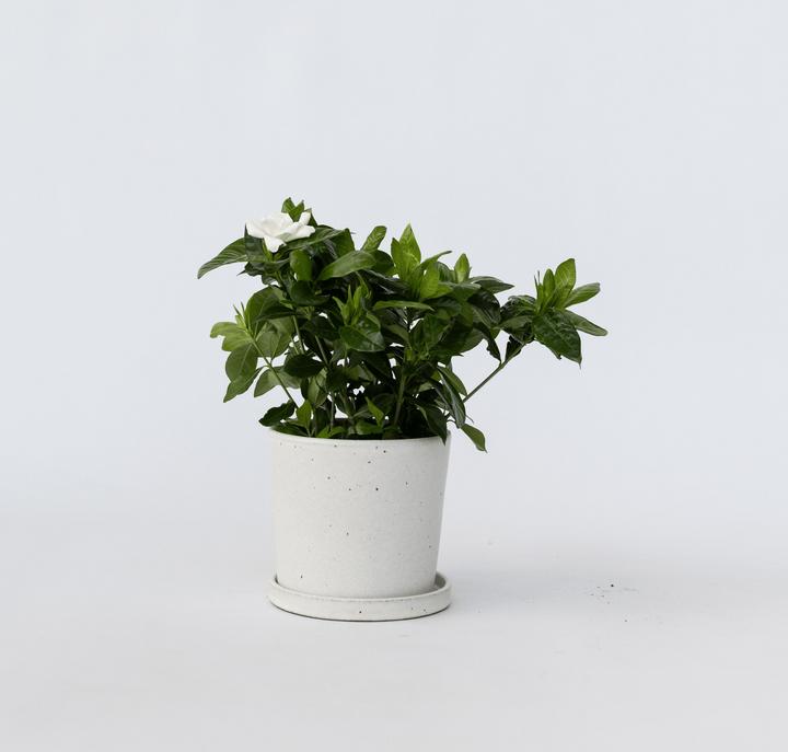 Immagine prodotto Plant in a Box Gardenia Jasminoides - Gardenie (30 cm)